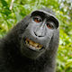 Una scimmia che fa un “selfie”, un fotografo che reclama il diritto d’autore, wikipedia, tutti in tribunale.